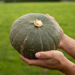 Buttercup Green - Wilsons Vegetables