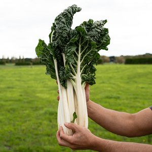 Products: Silverbeet - Wilsons Vegetables