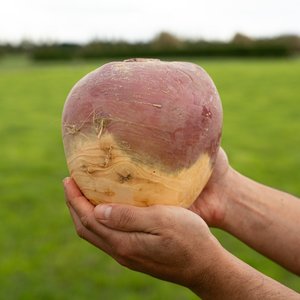 Products: Swede - Wilsons Vegetables