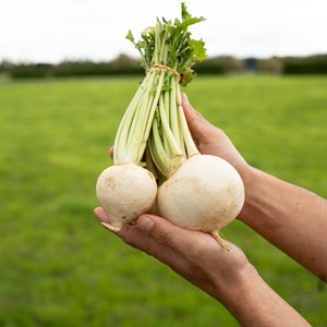 Products: Whitestone turnips - Wilsons Vegetables