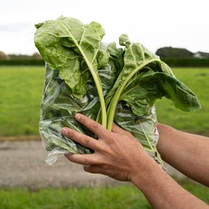 Spinach - Wilsons Vegetables