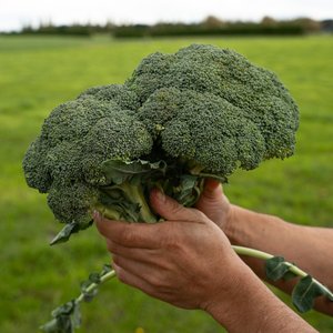 Products: Broccoli - Wilsons Vegetables