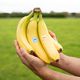 Bananas - Wilsons Vegetables