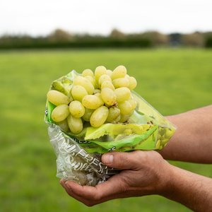 Grapes - Wilsons Vegetables