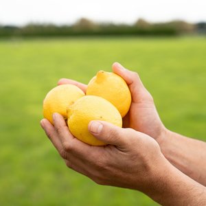 Products: Lemons - Wilsons Vegetables