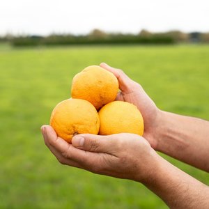 Oranges - Wilsons Vegetables