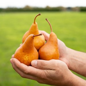 Products: Pears - Wilsons Vegetables