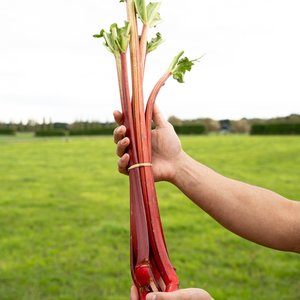 Products: Rhubarb - Wilsons Vegetables