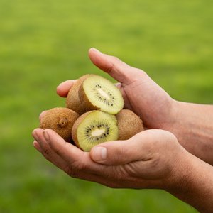 Products: Kiwifruit - Wilsons Vegetables