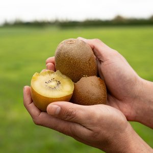 Products: Kiwifruit Gold - Wilsons Vegetables