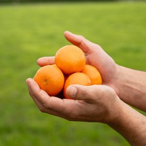 Products: Mandarins - Wilsons Vegetables