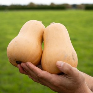 Butternut - Wilsons Vegetables