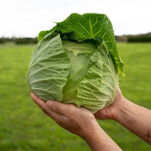 Products: Cabbage - Wilsons Vegetables