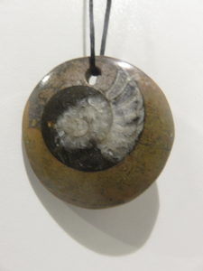 Ammonite Disc Wisdom is Yours