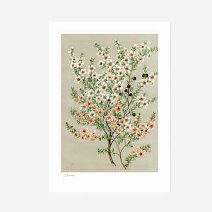 100 Percent Nz: Botanical Illustration A3 Print | Manuka