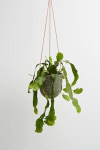 Capra Designs: Hanging Planter