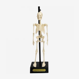 Kids: Anatomical Skeleton Educational Model