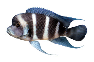 Frontosa