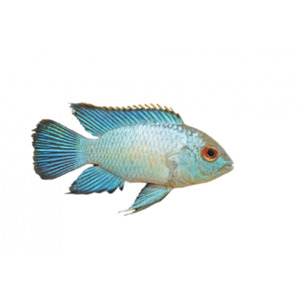 Electric Blue Acara