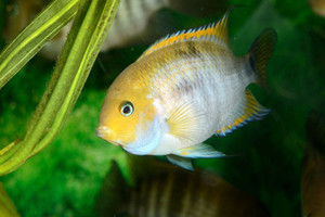 T-Bar Cichlid