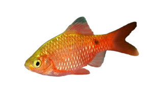 Rosy Barb