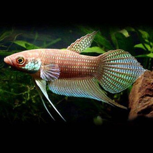 Betta Pugnax