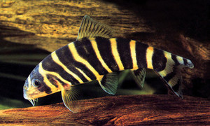 Products: Dario Loach
