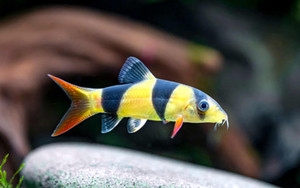 Clown Loach