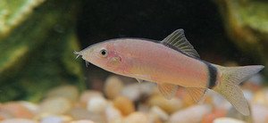 Skunk Loach