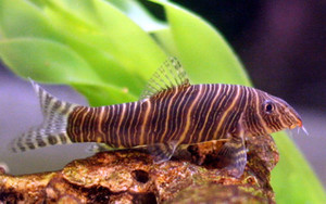 Products: Striata Loach