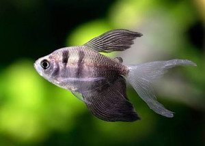 Products: Longfin Black Widow Tetra