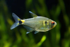 Tetra - Head & Tail Light