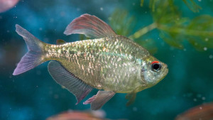 Products: Diamond Tetra