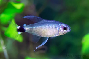 Products: Reed Tetra