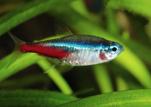 Products: Tetra - Neon