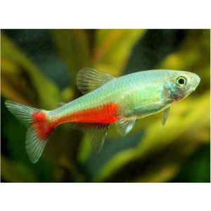 Products: Green Fire Tetra