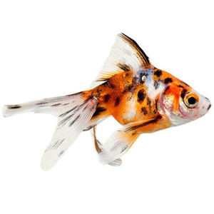Products: Calico Fan S