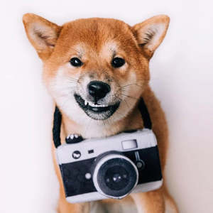 Dog Accessories Treats: P.L.A.Y. Globetrotter | Camera Dog Toy