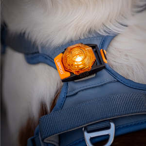 Dog Accessories Treats: Laroo | Dog Safety Beacon Light