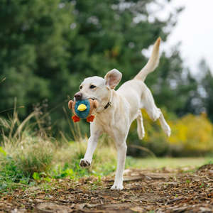 Dog Accessories Treats: P.L.A.Y. Barnyard Buddies | Dana the Duck