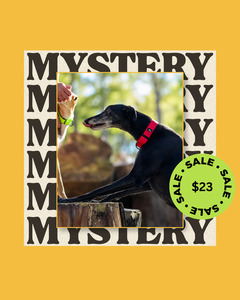 All: 1 x Mystery Martingale Collar | Adventure Collection
