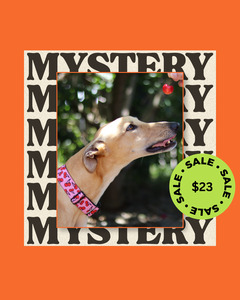 All: 1 x Mystery Martingale Collar | Designer Collection