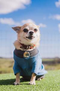 World Loves Mr Soft Top Dog Garments: WORLD Loves Mr.Soft Top x Pet Refuge Weekend Sweater