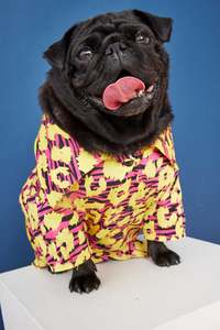 WORLD Loves Mr.Soft Top Dog Dress Shirt - Electric Animal Print