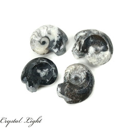 Goniatite: Goniatite Fossil Lot