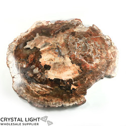Slabs: Petrified Wood Slab (AUCTION)