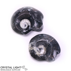 Goniatite: Goniatite Fossil Lot