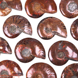 Ammonite Fossil