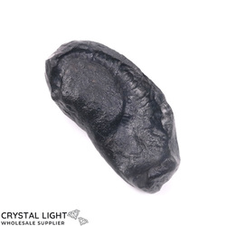 Whale Fossils: Whale Earbone Fossil