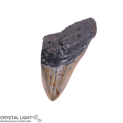 Megalodon Tooth